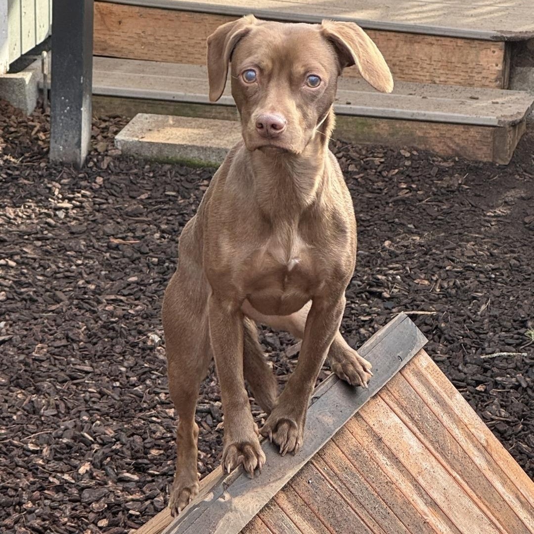 Remy, Adoptable, Young Female Dachshund.