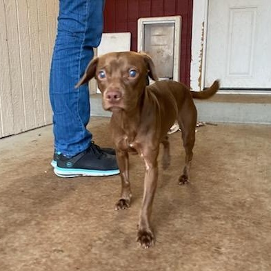 Remy, Adoptable, Young Female Dachshund.
