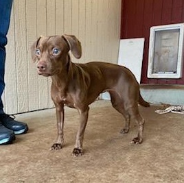 Remy, a Adoptable mixed breed in Sequim, WA image 3/4