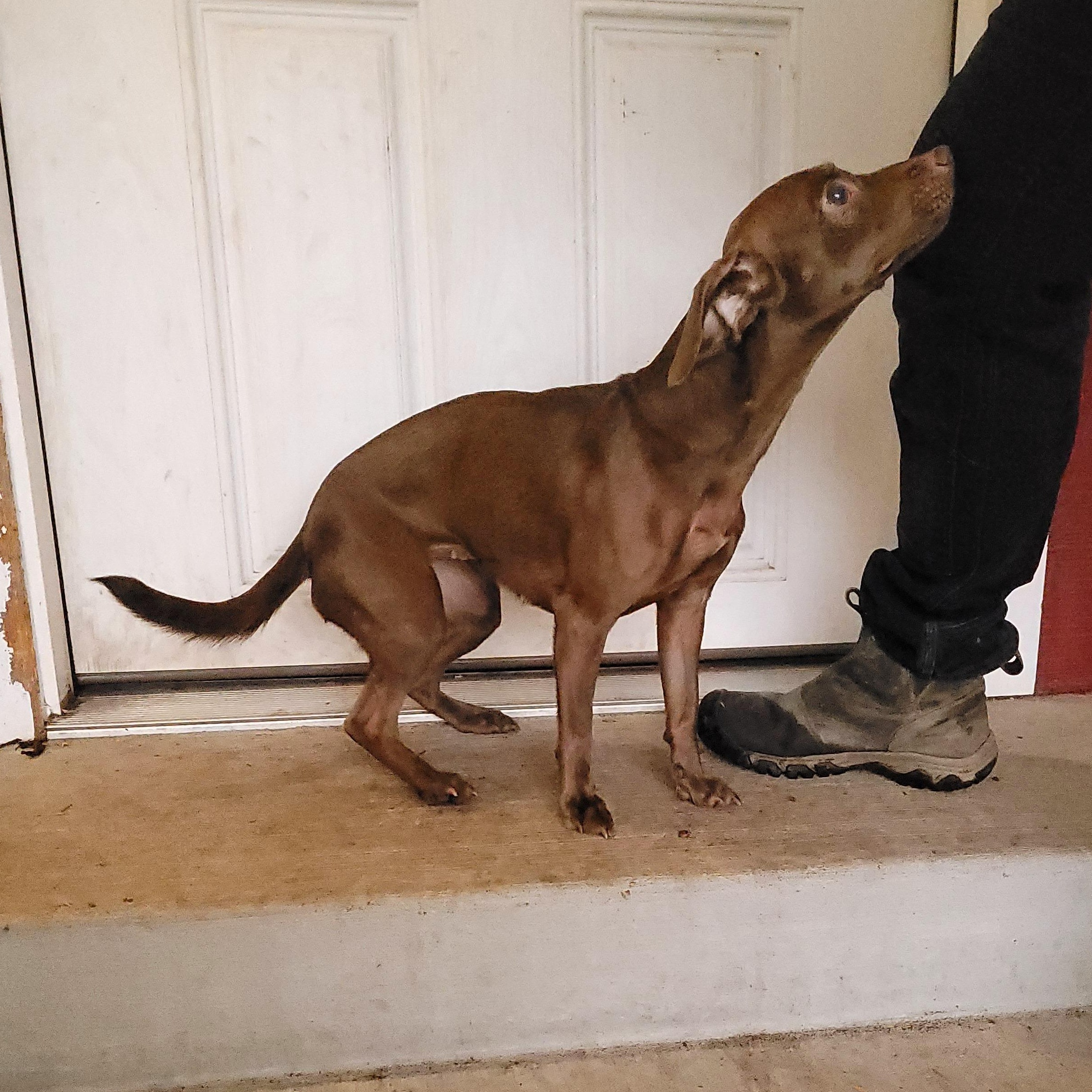 Remy, a Adoptable mixed breed in Sequim, WA image 4/4