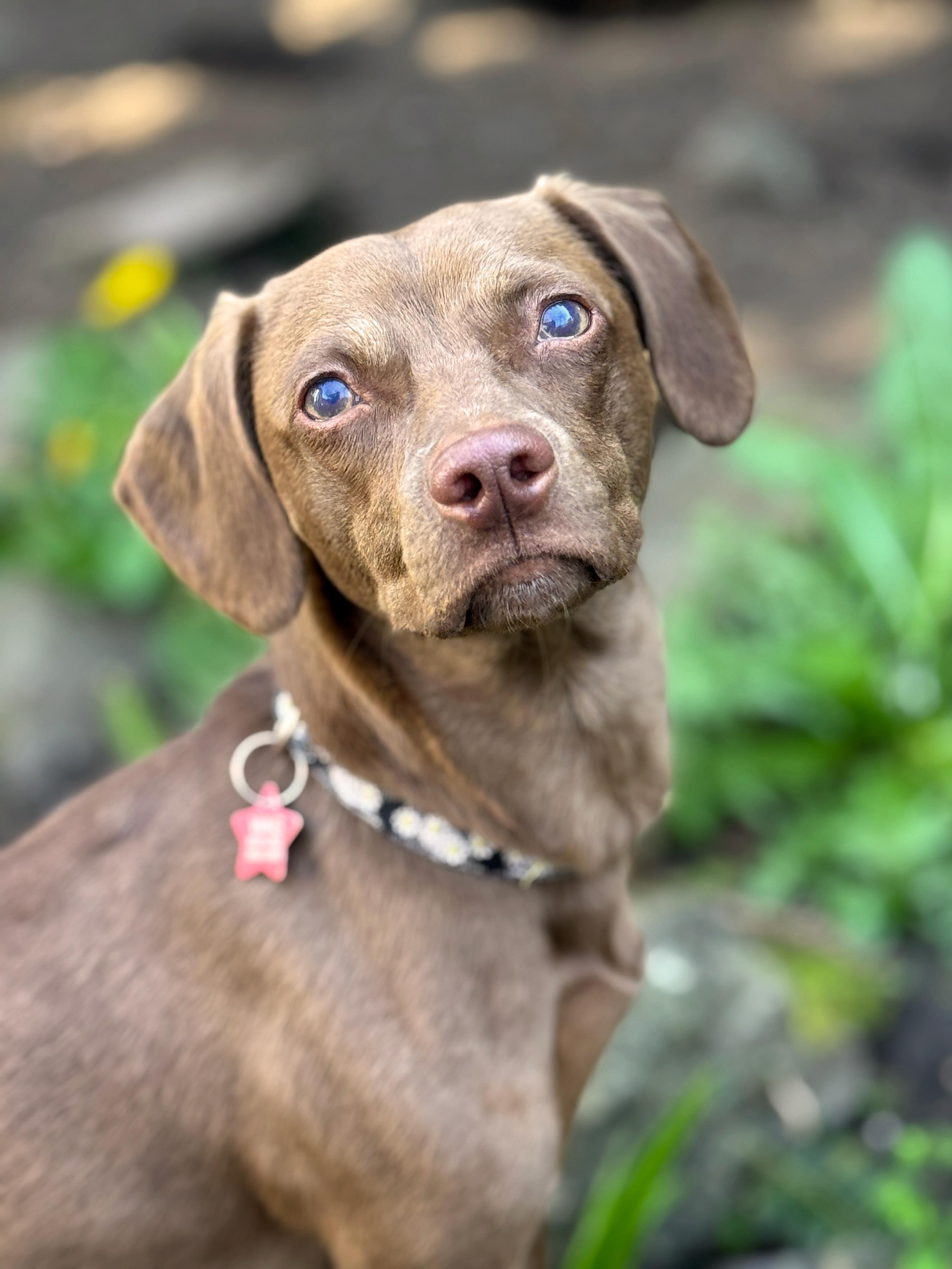 Remy, a Adoptable mixed breed in Sequim, WA image 1/5