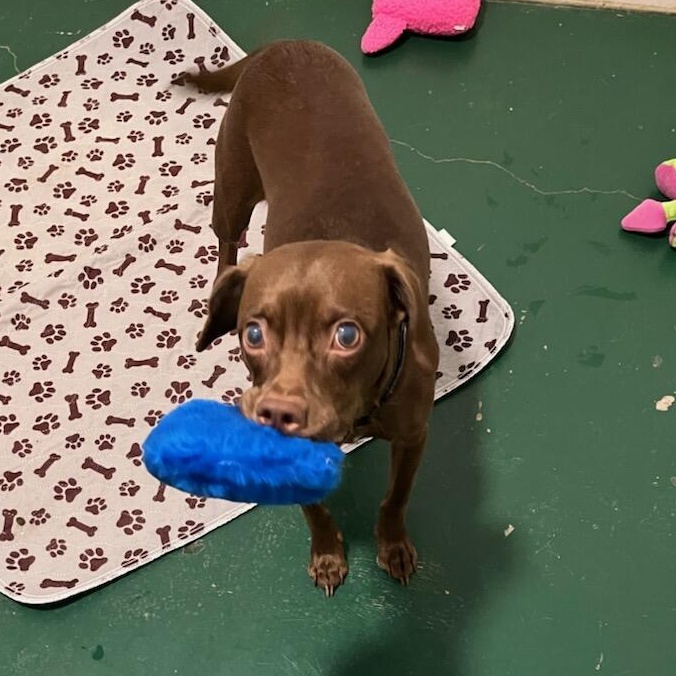 Remy, a Adoptable mixed breed in Sequim, WA image 2/4