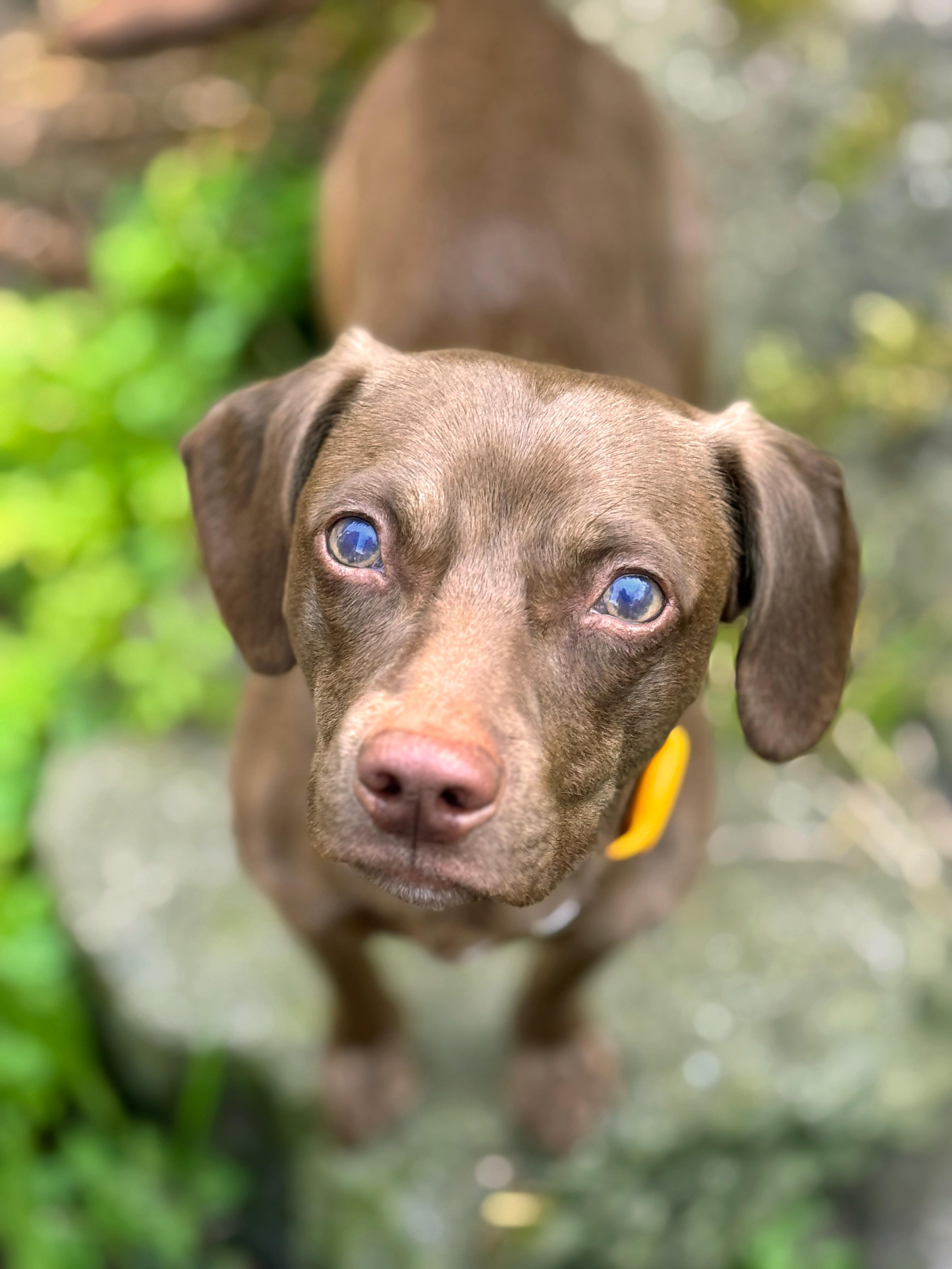 Remy, a Adoptable mixed breed in Sequim, WA image 3/5