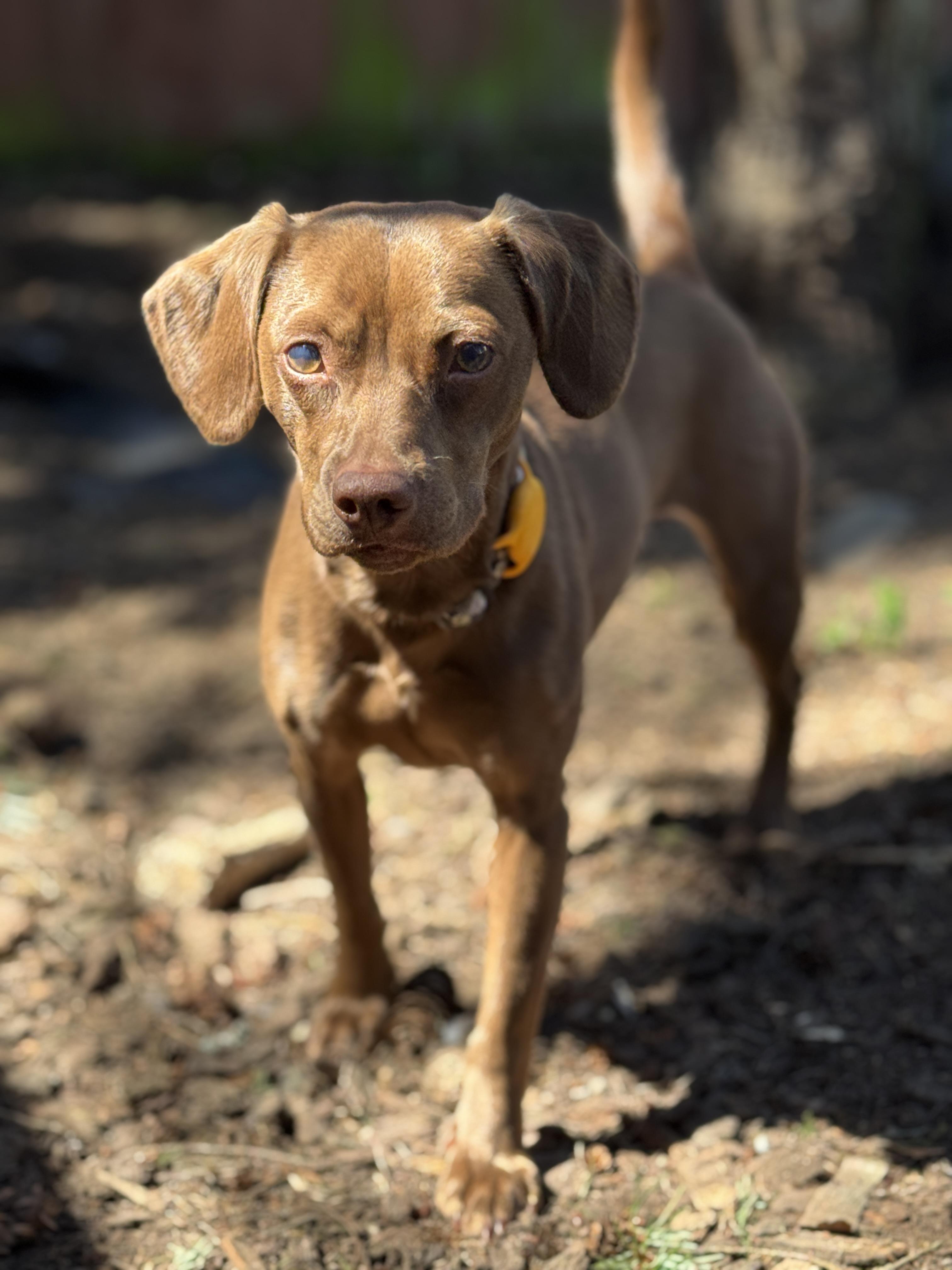 Remy, a Adoptable mixed breed in Sequim, WA image 2/5