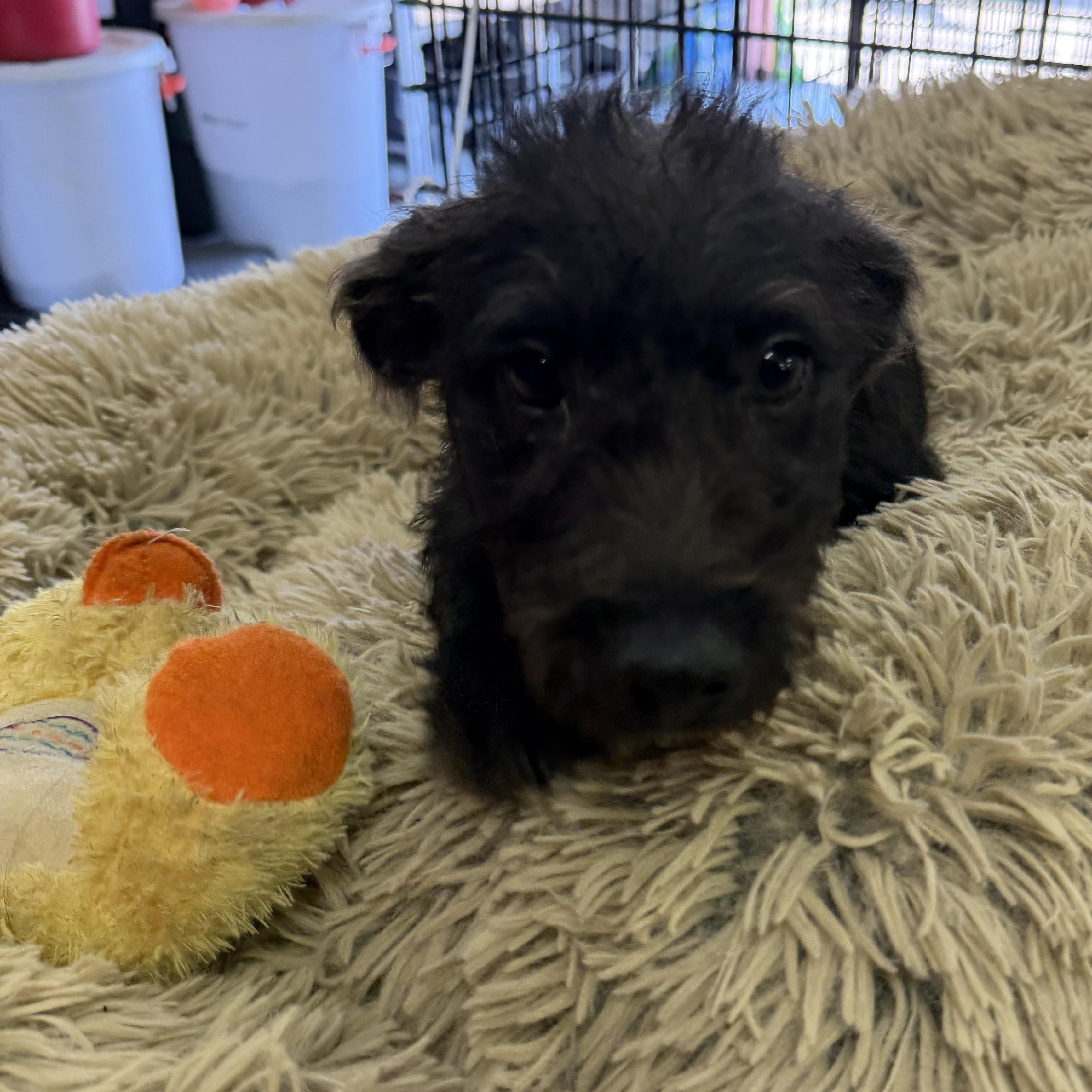Remey - 12 week schnauzer puppy, adopted, Puppy Male Schnauzer.