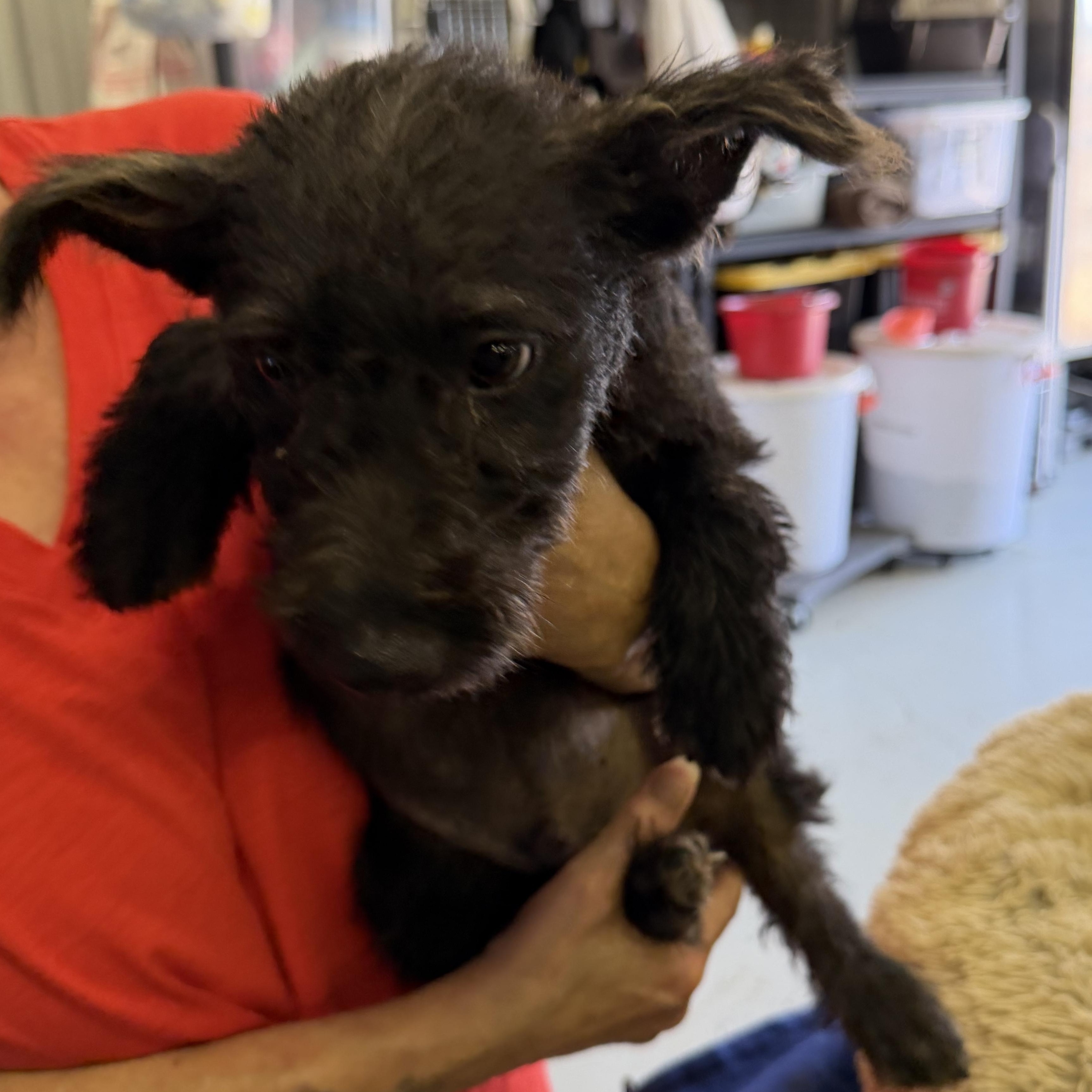 Remey - 12 week schnauzer puppy, an adopted Schnauzer in Muldrow, OK image 2/3