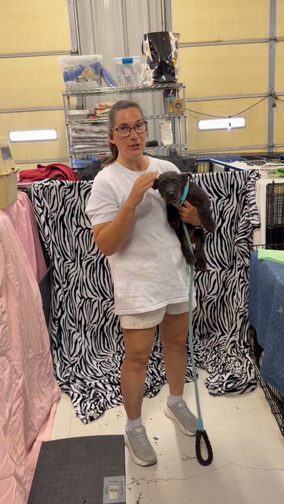 Enlarge Remey - 12 week schnauzer puppy, an adopted Schnauzer in Muldrow, OK video 3/3