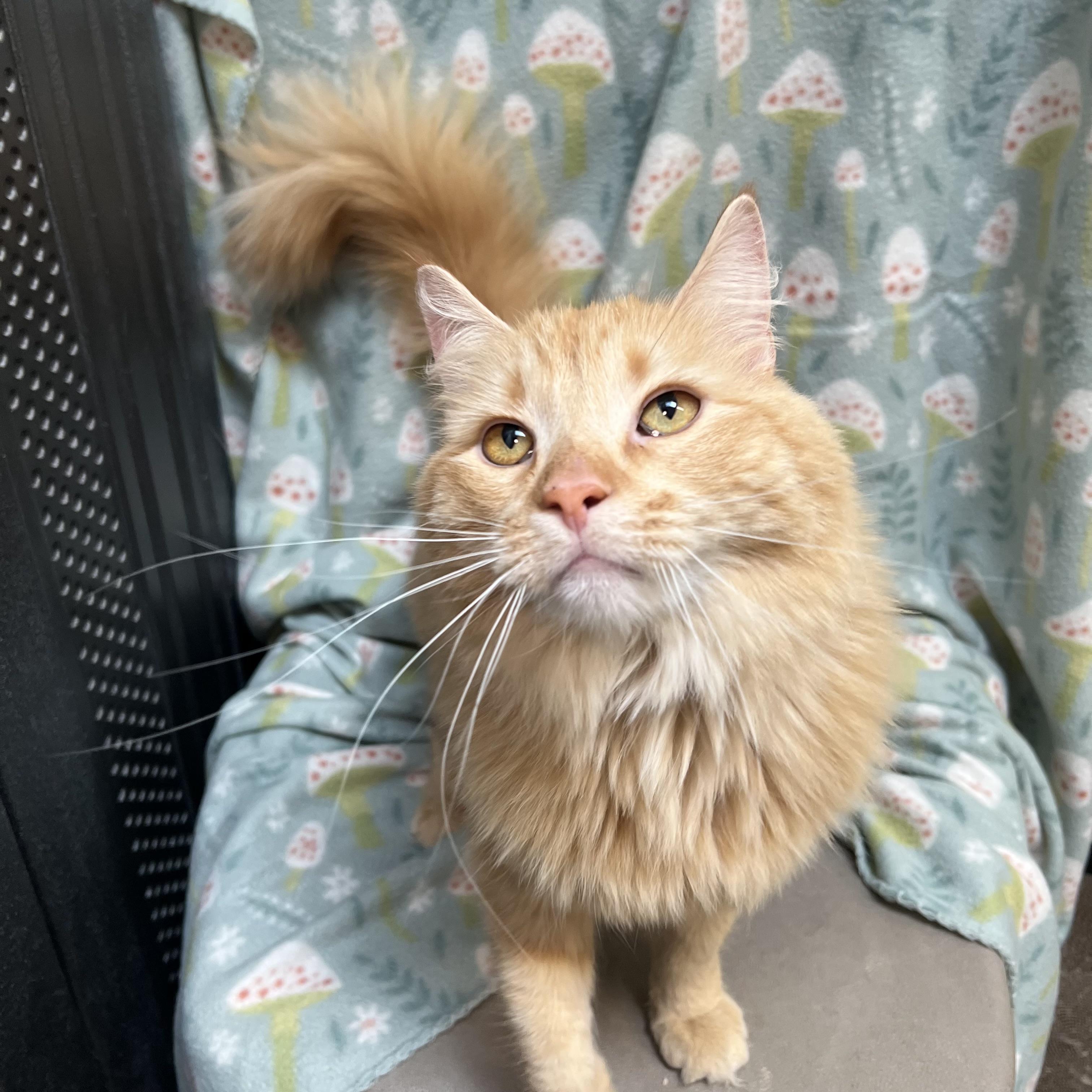 Enlarge Bam Bam, an adoptable mixed breed in Fairmont, MN image 6/6