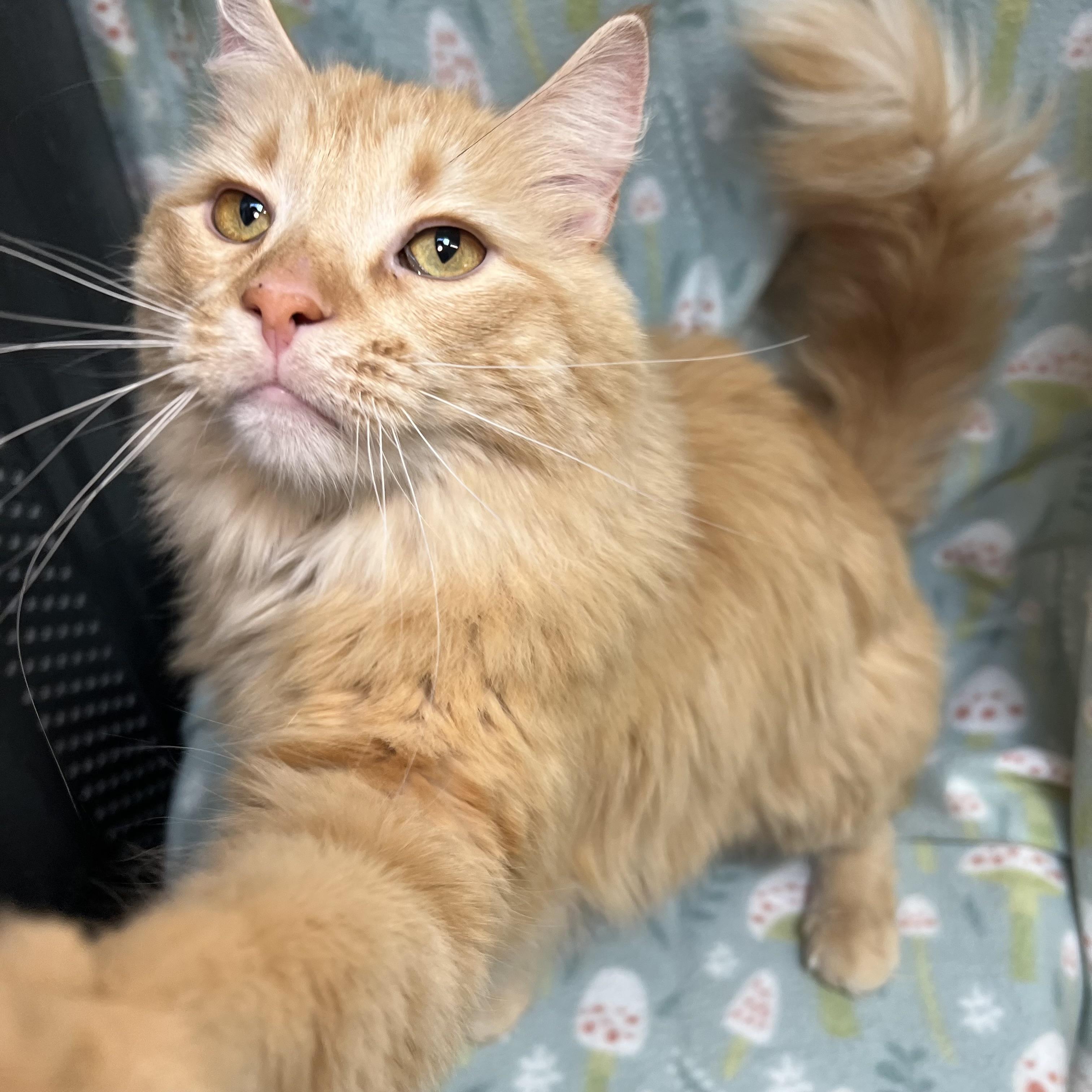 Enlarge Bam Bam, an adoptable mixed breed in Fairmont, MN image 3/6