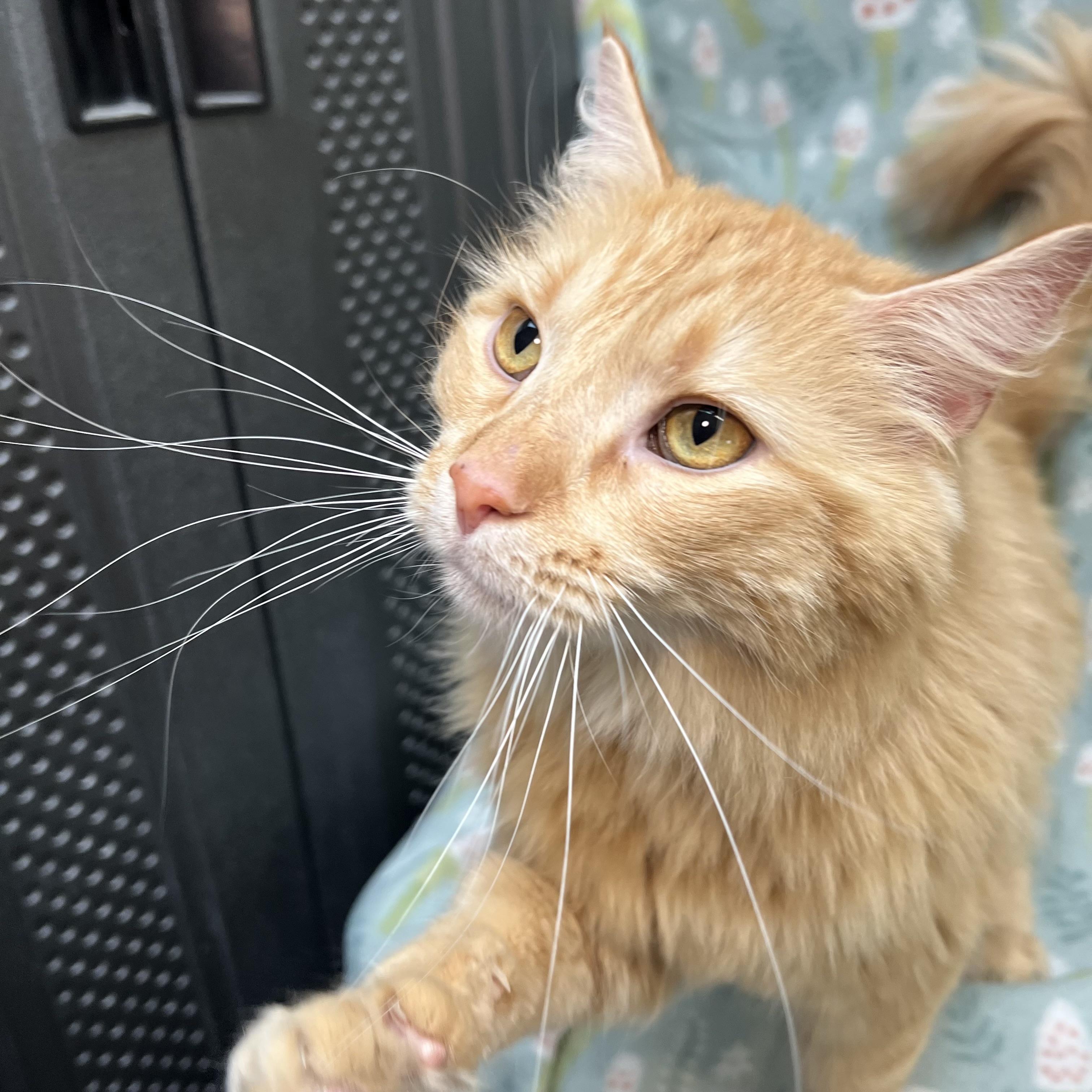 Enlarge Bam Bam, an adoptable mixed breed in Fairmont, MN image 5/6