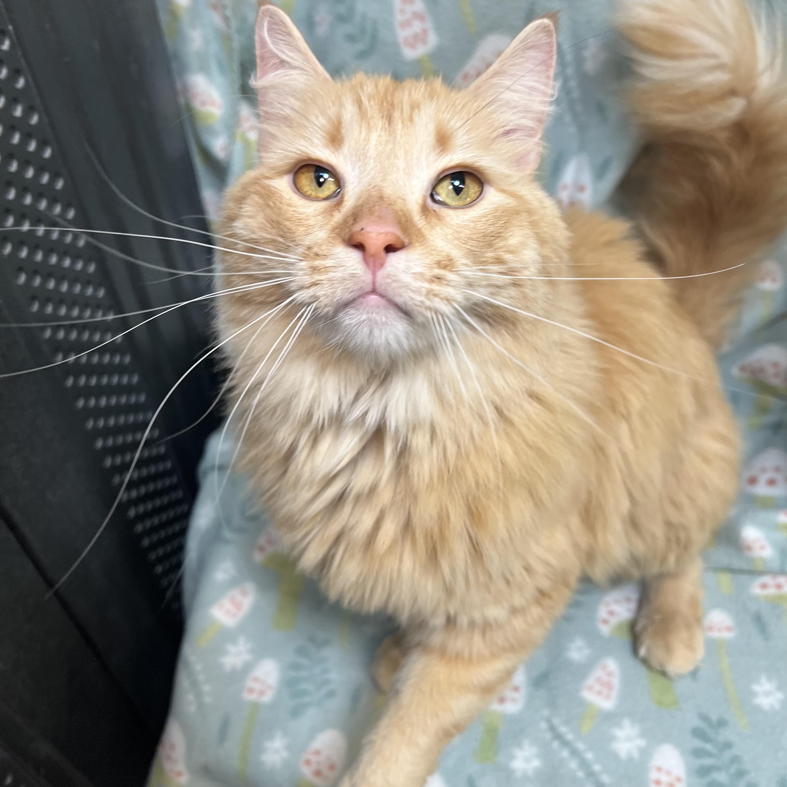 Bam Bam, adoptable, Young Male Domestic Long Hair.