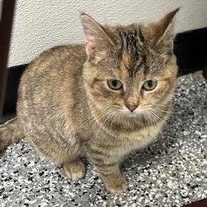 Jasmine, adopted, Young Female Domestic Short Hair.