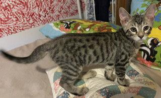 Tug of War, Adoptable, Kitten Male Domestic Short Hair.