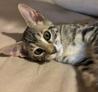 Enlarge Tug of War, a Adoptable Domestic Short Hair in Wheaton, IL image 2/3