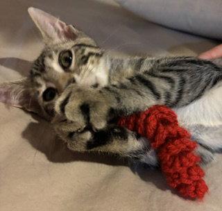 Enlarge Tug of War, a Adoptable Domestic Short Hair in Wheaton, IL image 3/3
