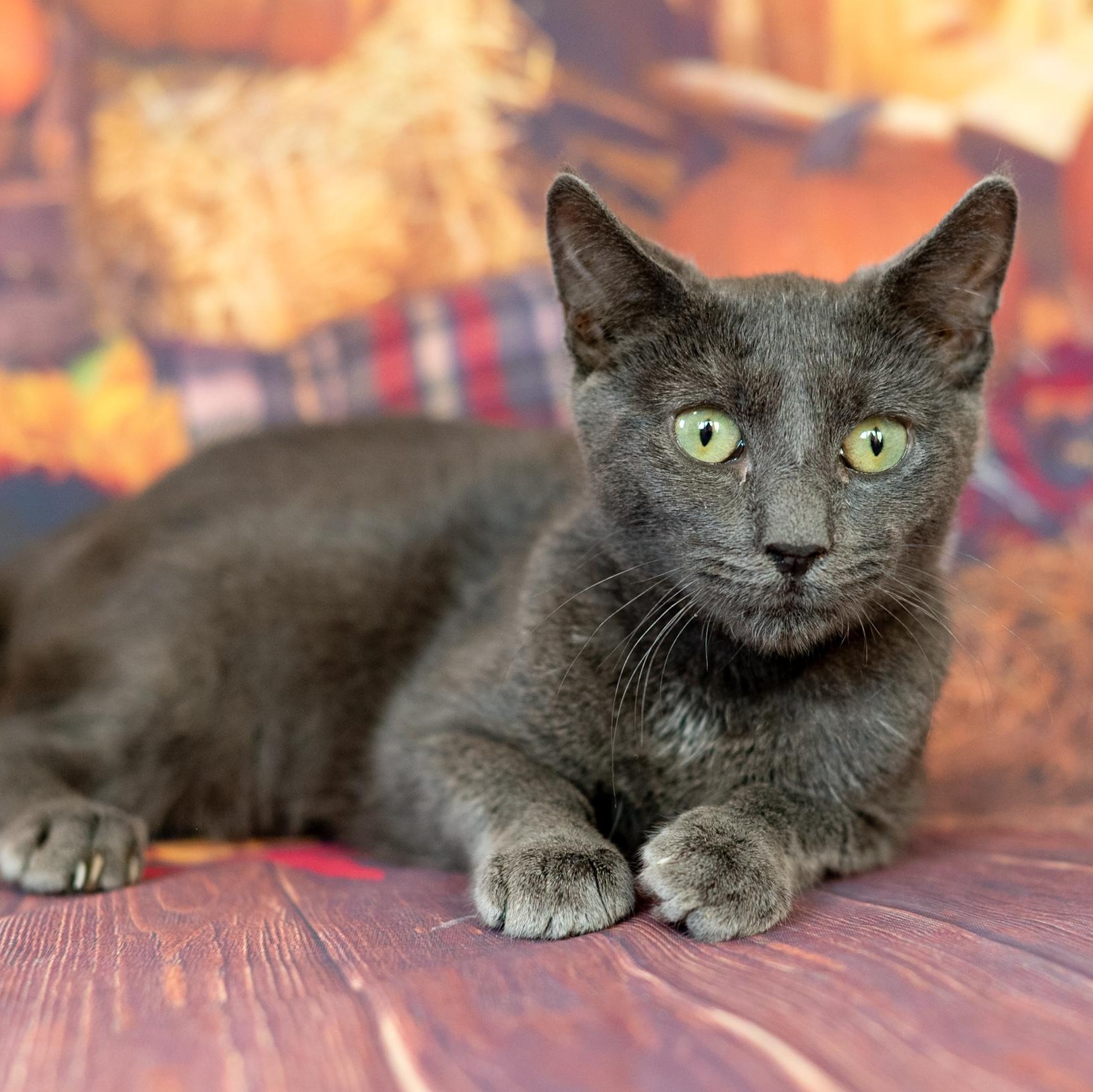 Enlarge Sylvie, a Adoptable mixed breed in Mastic beach, NY image 2/6