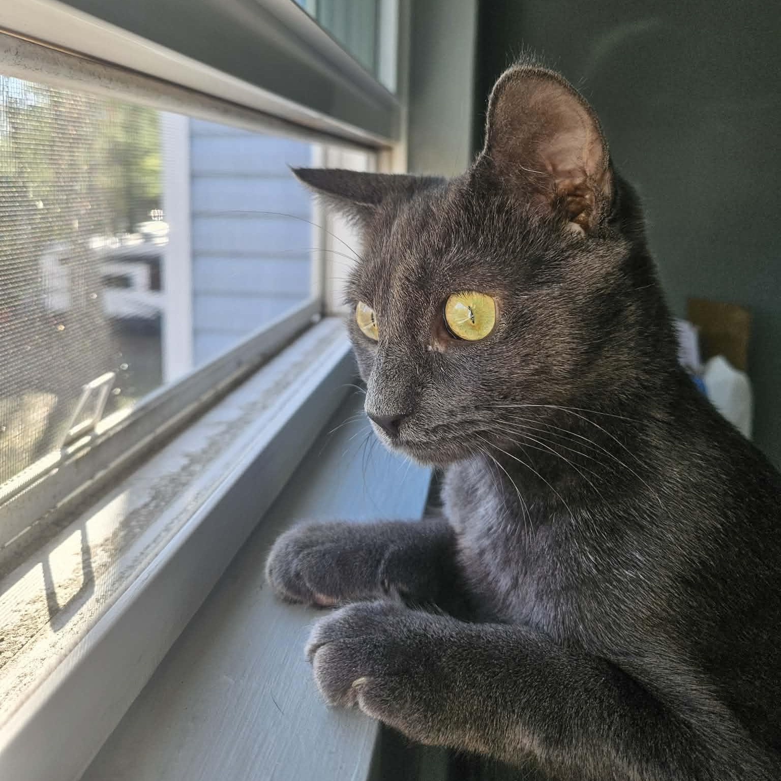 Enlarge Sylvie, a Adoptable mixed breed in Mastic beach, NY image 6/6