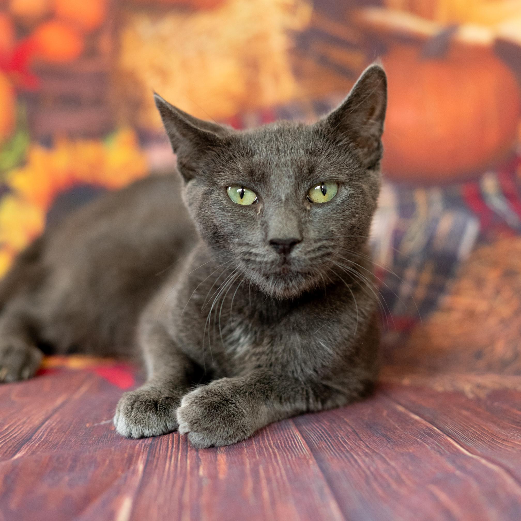 Sylvie, Adoptable, Kitten Female Domestic Short Hair & Russian Blue.