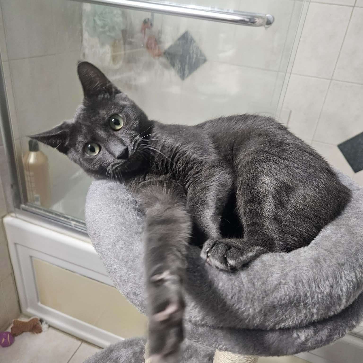 Enlarge Sylvie, a Adoptable mixed breed in Mastic beach, NY image 4/6