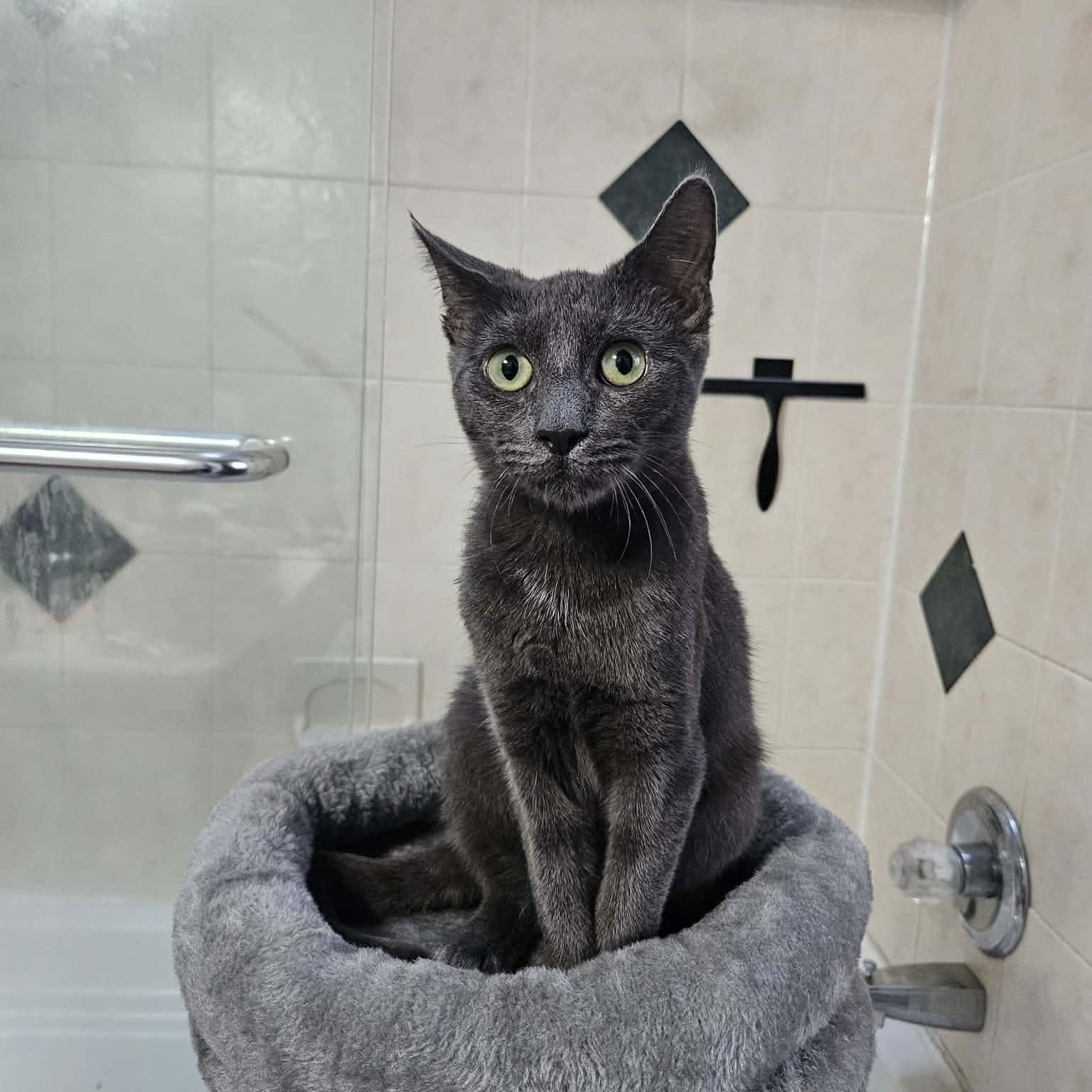 Enlarge Sylvie, a Adoptable mixed breed in Mastic beach, NY image 5/6