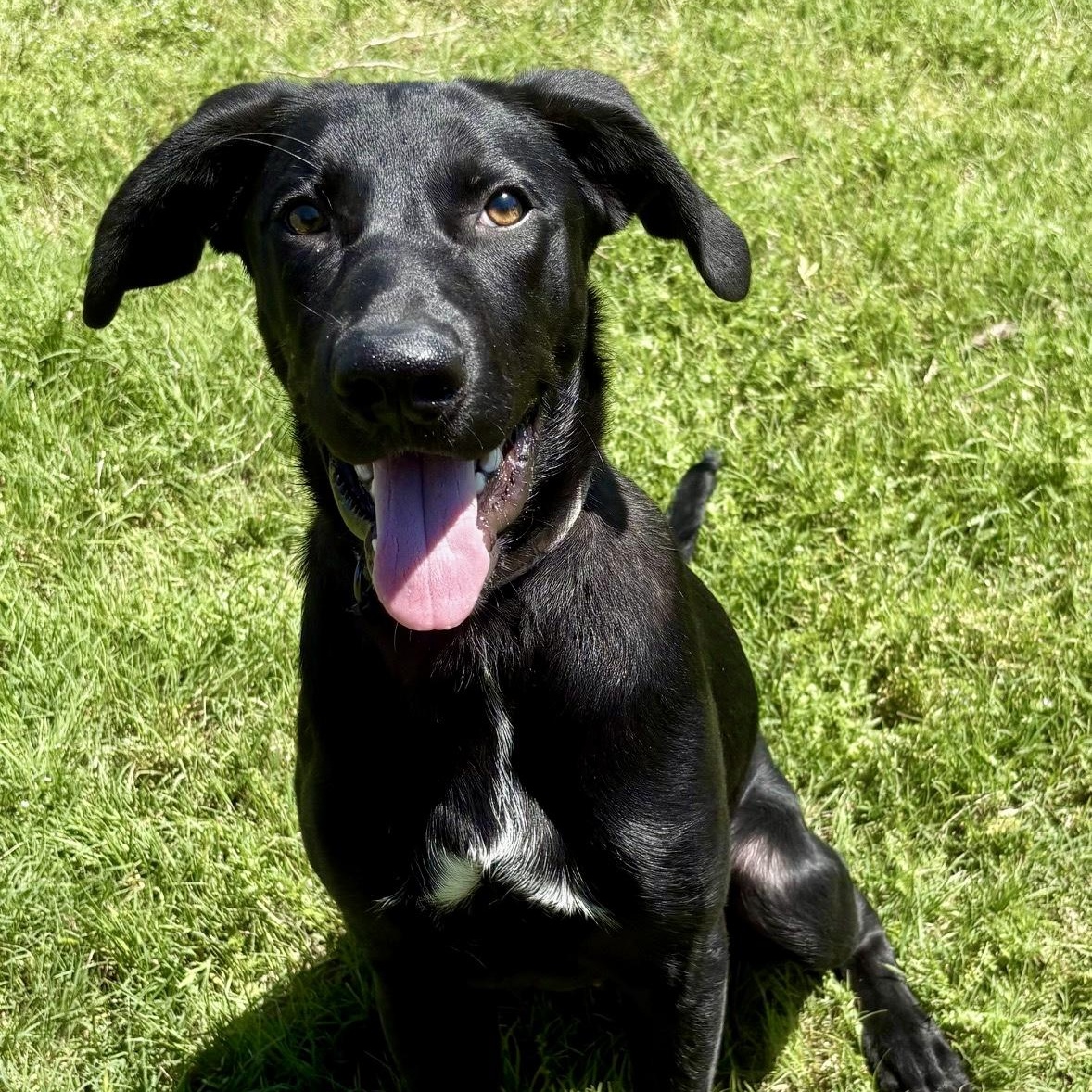 Marlin, Young Male Black Labrador Retriever