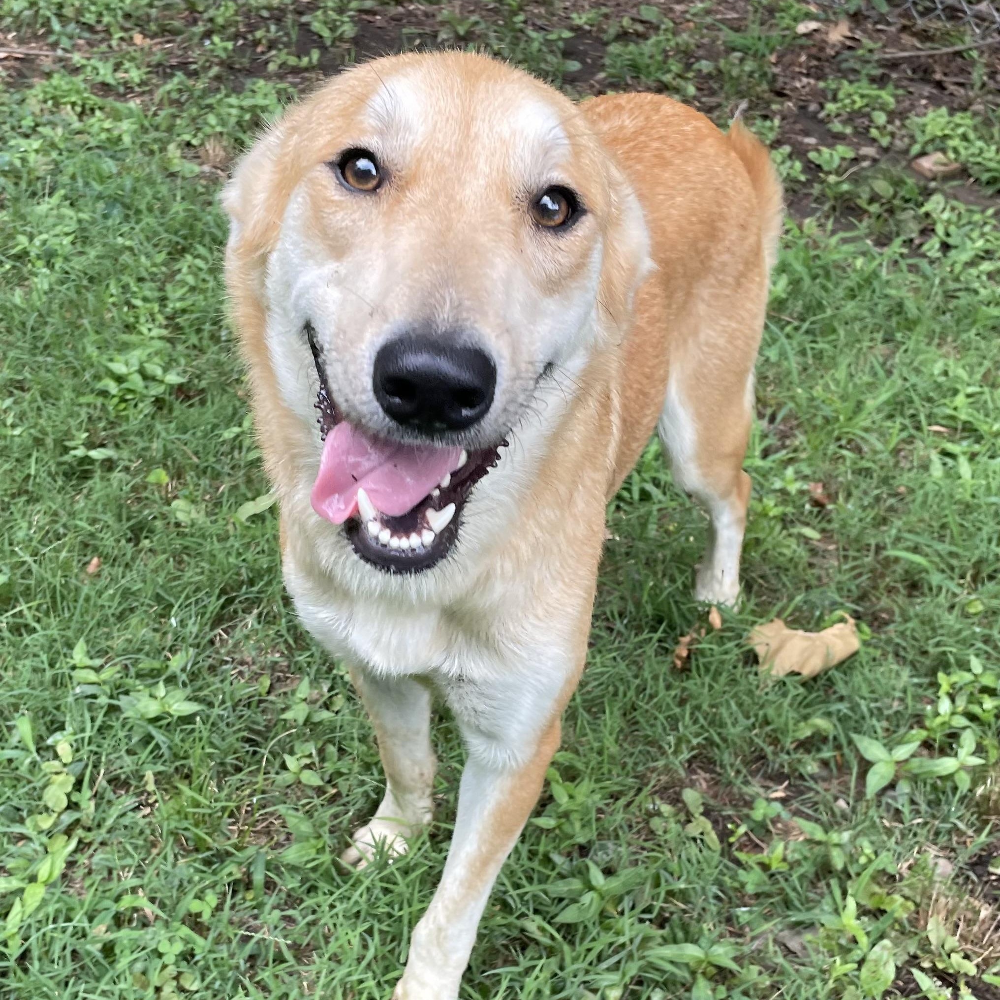 Wren, Adoptable, Adult Female Golden Retriever & Collie.