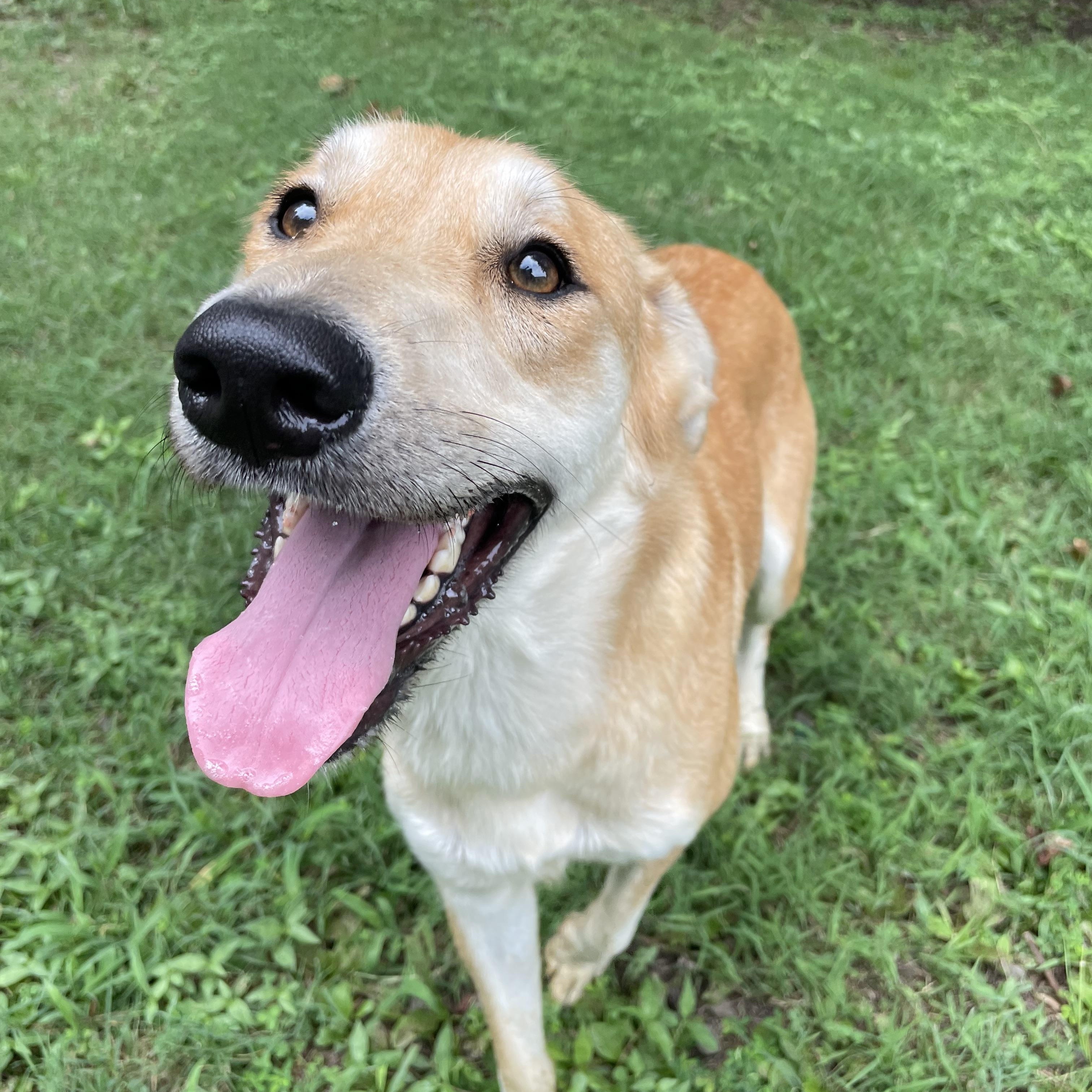 Enlarge Wren, a Adoptable mixed breed in Heber Springs, AR image 4/6