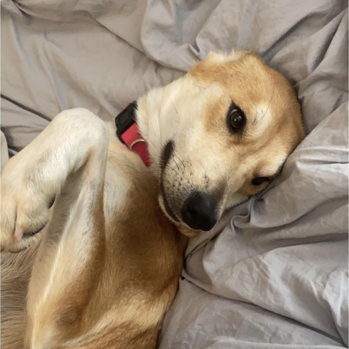 Enlarge Wren, a Adoptable mixed breed in Heber Springs, AR image 5/6