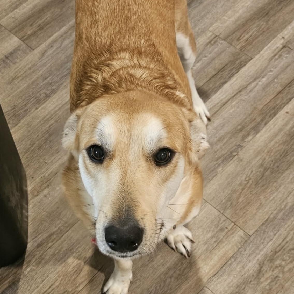 Enlarge Wren, a Adoptable mixed breed in Heber Springs, AR image 6/6
