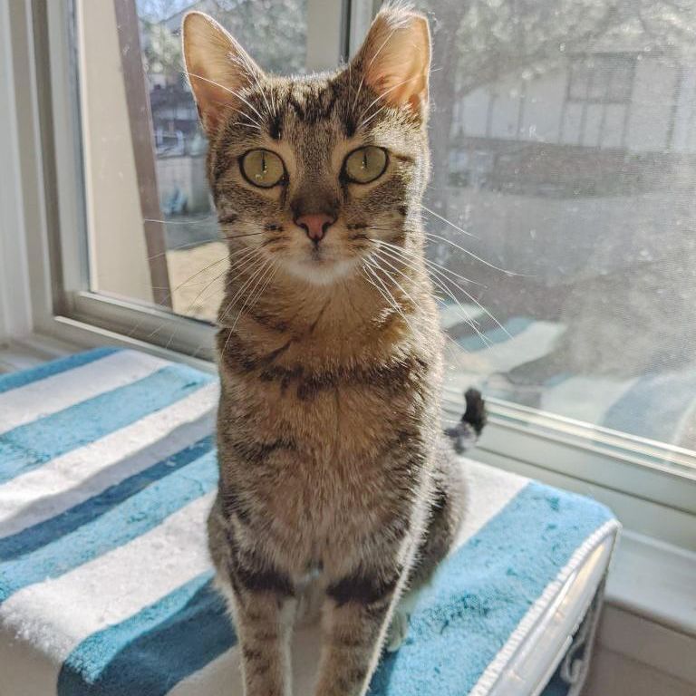 Enlarge Hera, a Adoptable Domestic Short Hair in Smyrna, GA image 1/12