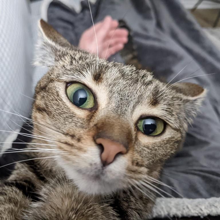 Enlarge Hera, a Adoptable Domestic Short Hair in Smyrna, GA image 2/12