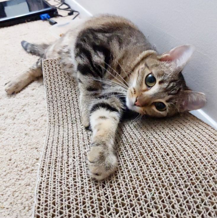 Enlarge Hera, a Adoptable Domestic Short Hair in Smyrna, GA image 3/12