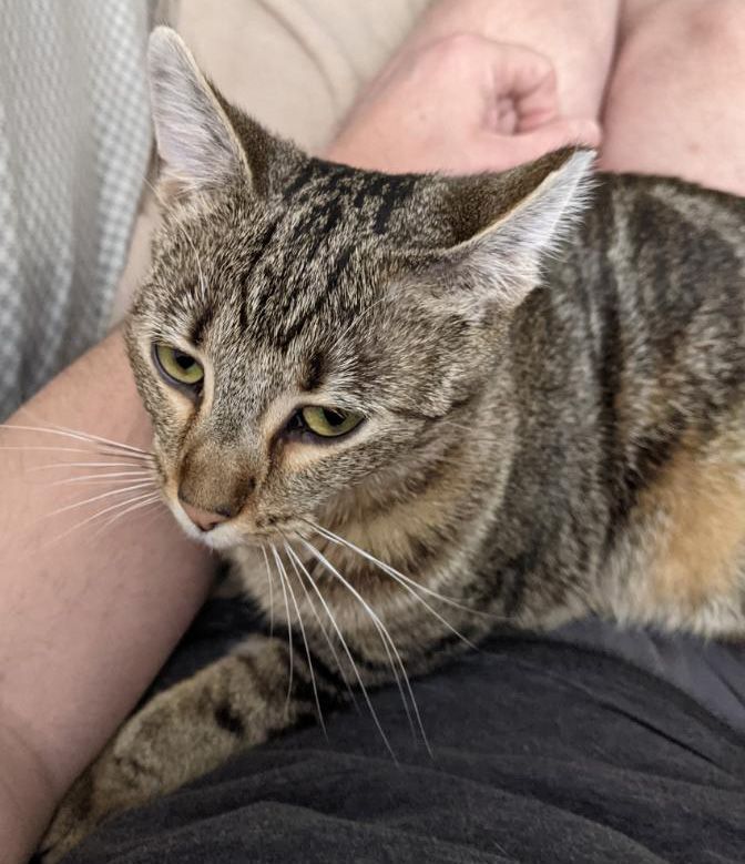 Enlarge Hera, a Adoptable Domestic Short Hair in Smyrna, GA image 4/12