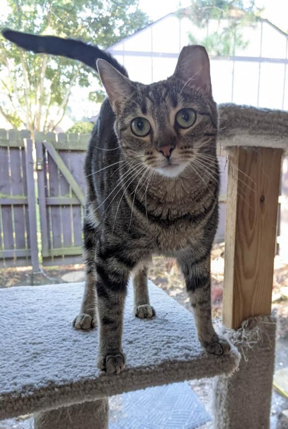 Enlarge Hera, a Adoptable Domestic Short Hair in Smyrna, GA image 5/12