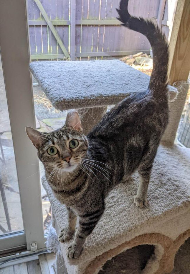 Enlarge Hera, a Adoptable Domestic Short Hair in Smyrna, GA image 6/12