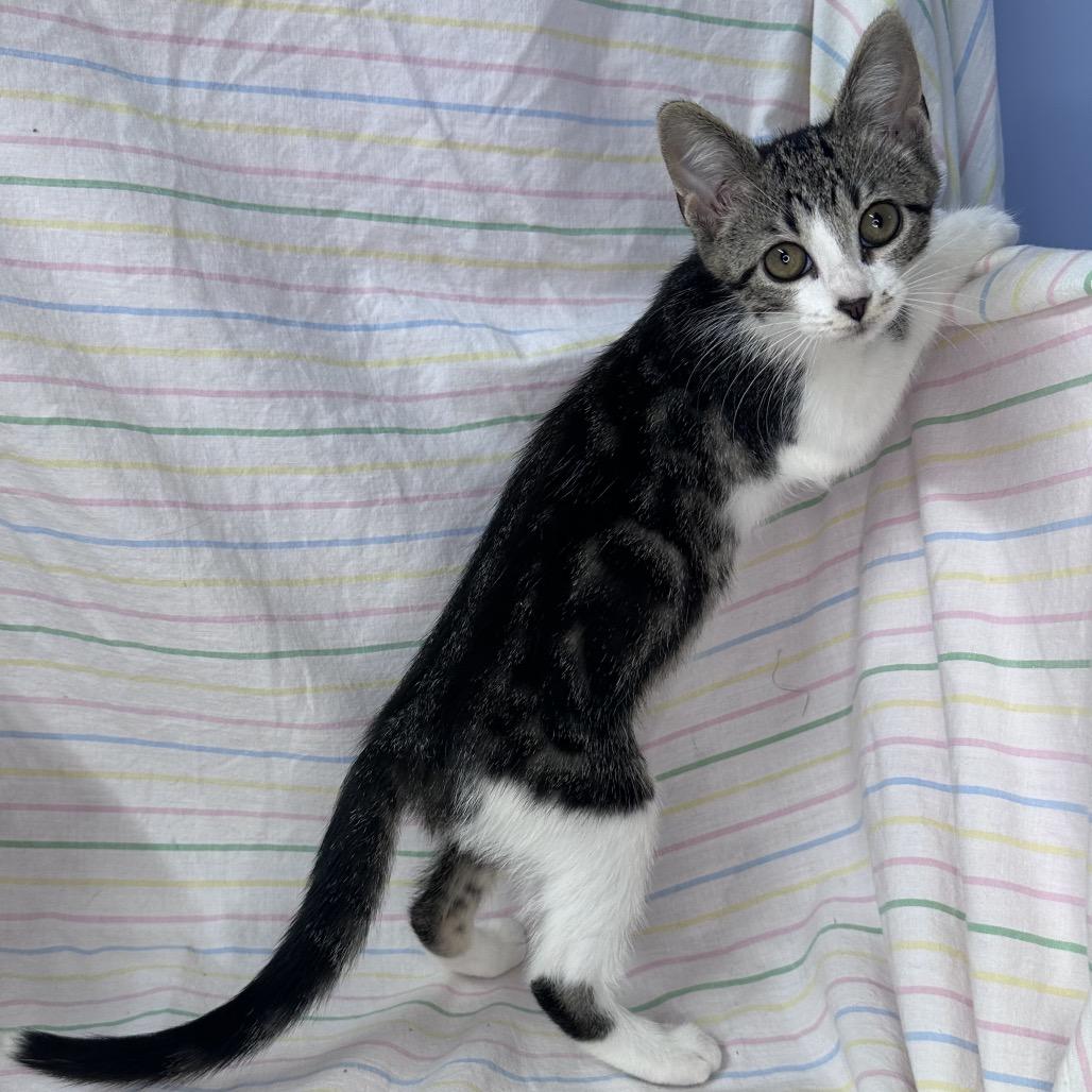 Crescent, Adoptable, Kitten Female American Wirehair & American Wirehair.