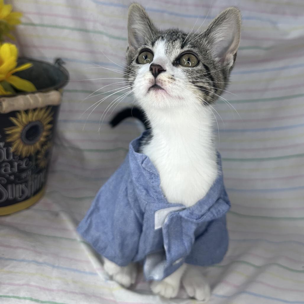 Enlarge Crescent, a Adoptable mixed breed in Mount Vernon, IL image 2/6