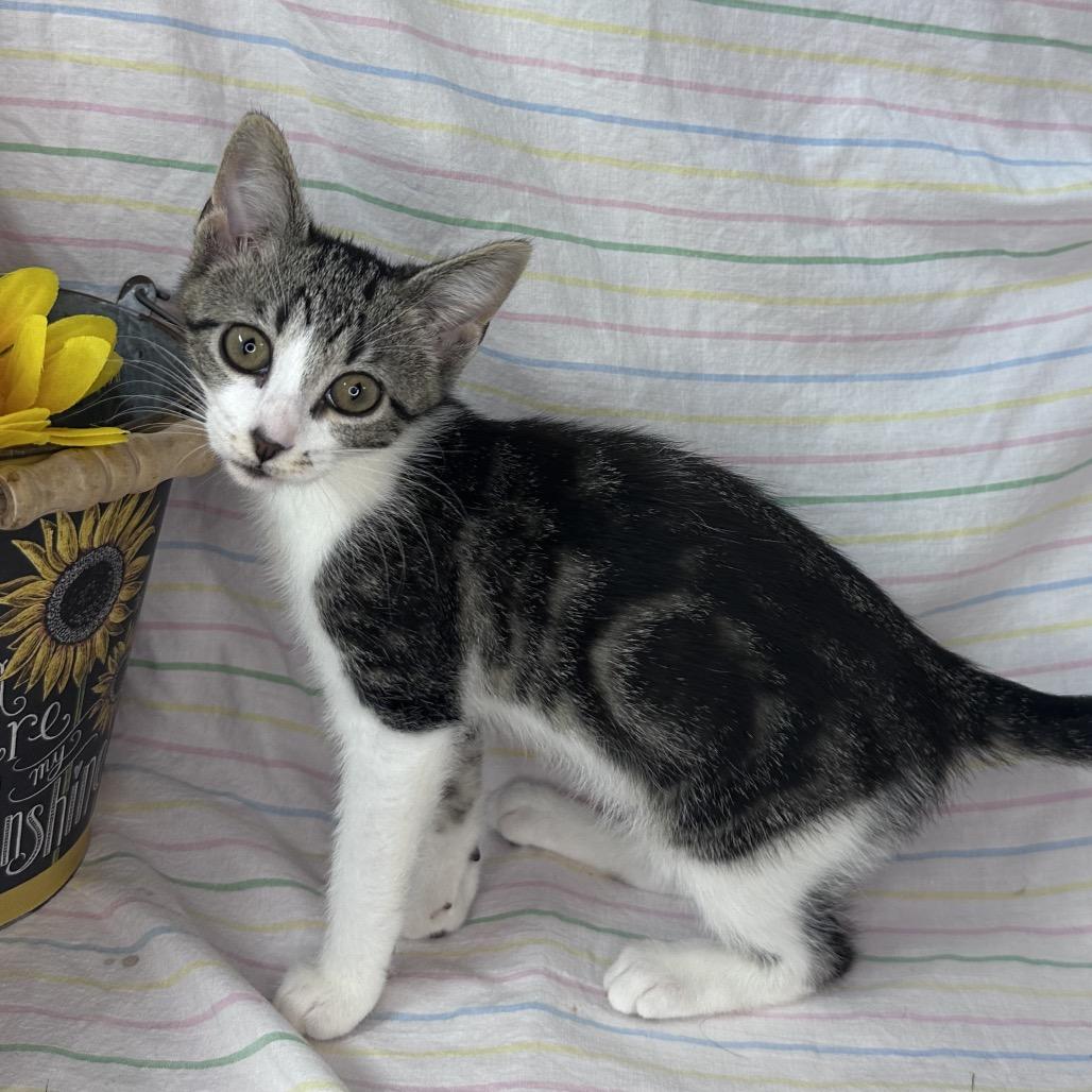 Enlarge Crescent, a Adoptable mixed breed in Mount Vernon, IL image 3/6