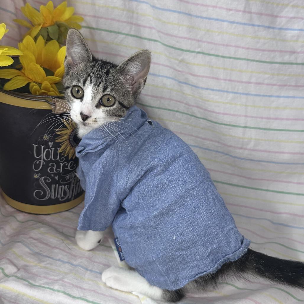Enlarge Crescent, a Adoptable mixed breed in Mount Vernon, IL image 4/6