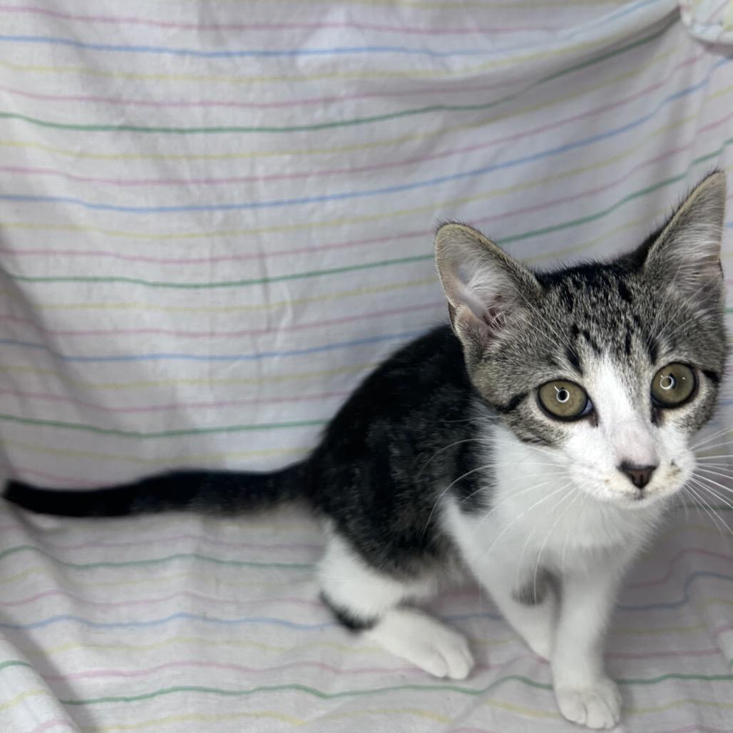 Enlarge Crescent, a Adoptable mixed breed in Mount Vernon, IL image 5/6