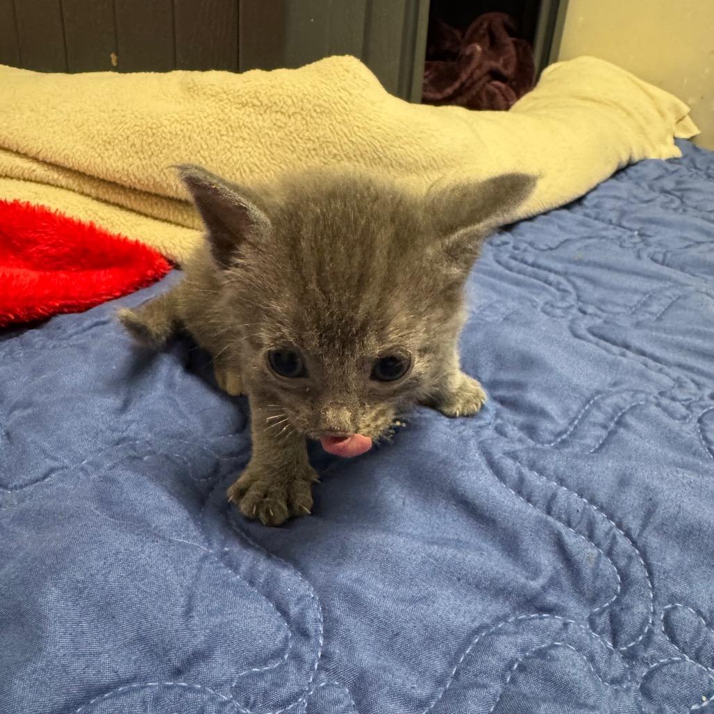 Alice, a Adoptable Domestic Short Hair in Milford, IA image 1/3