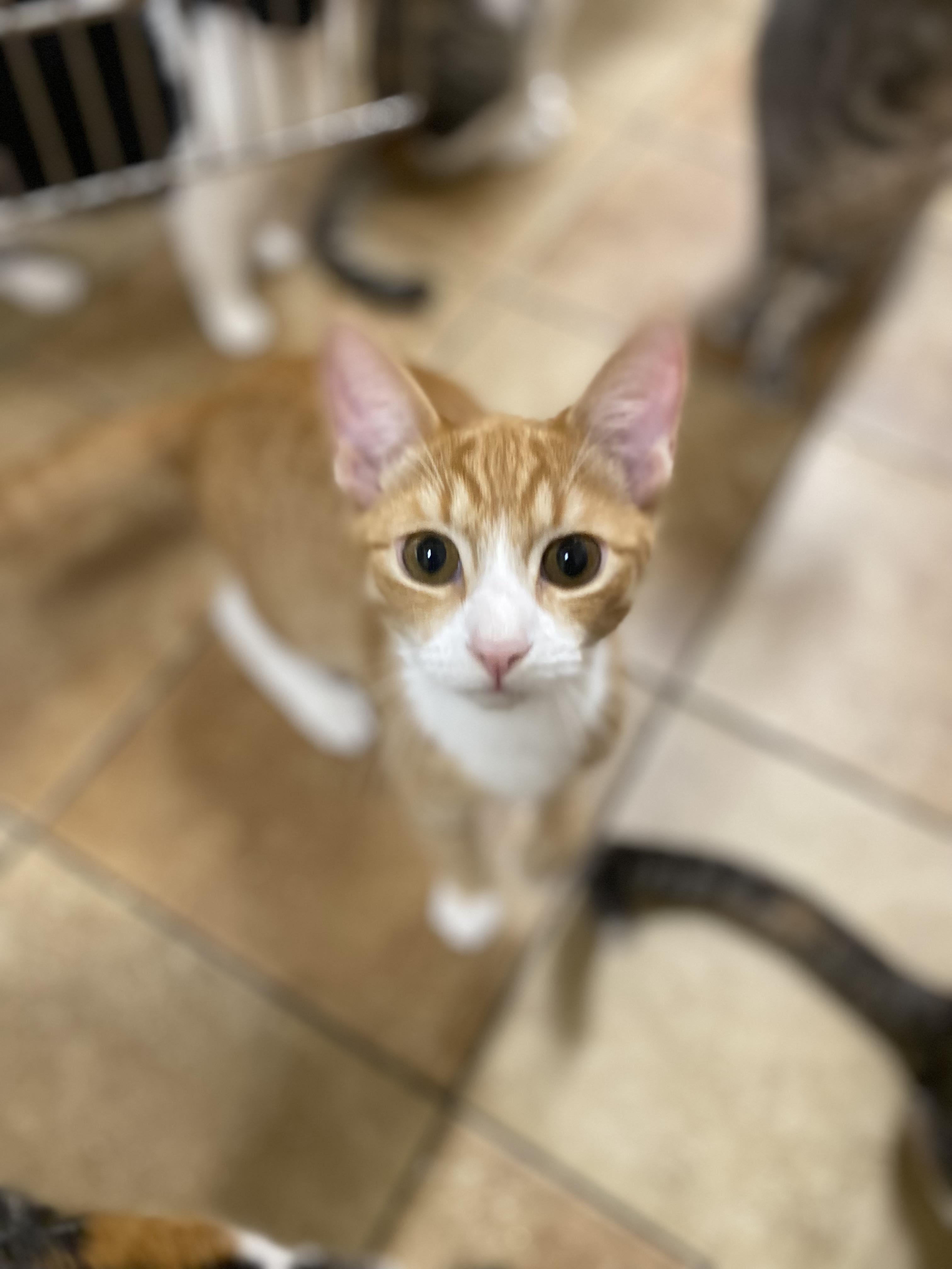 Enlarge THEO RAEKEN, a Adoptable mixed breed in HEMET, CA image 3/10