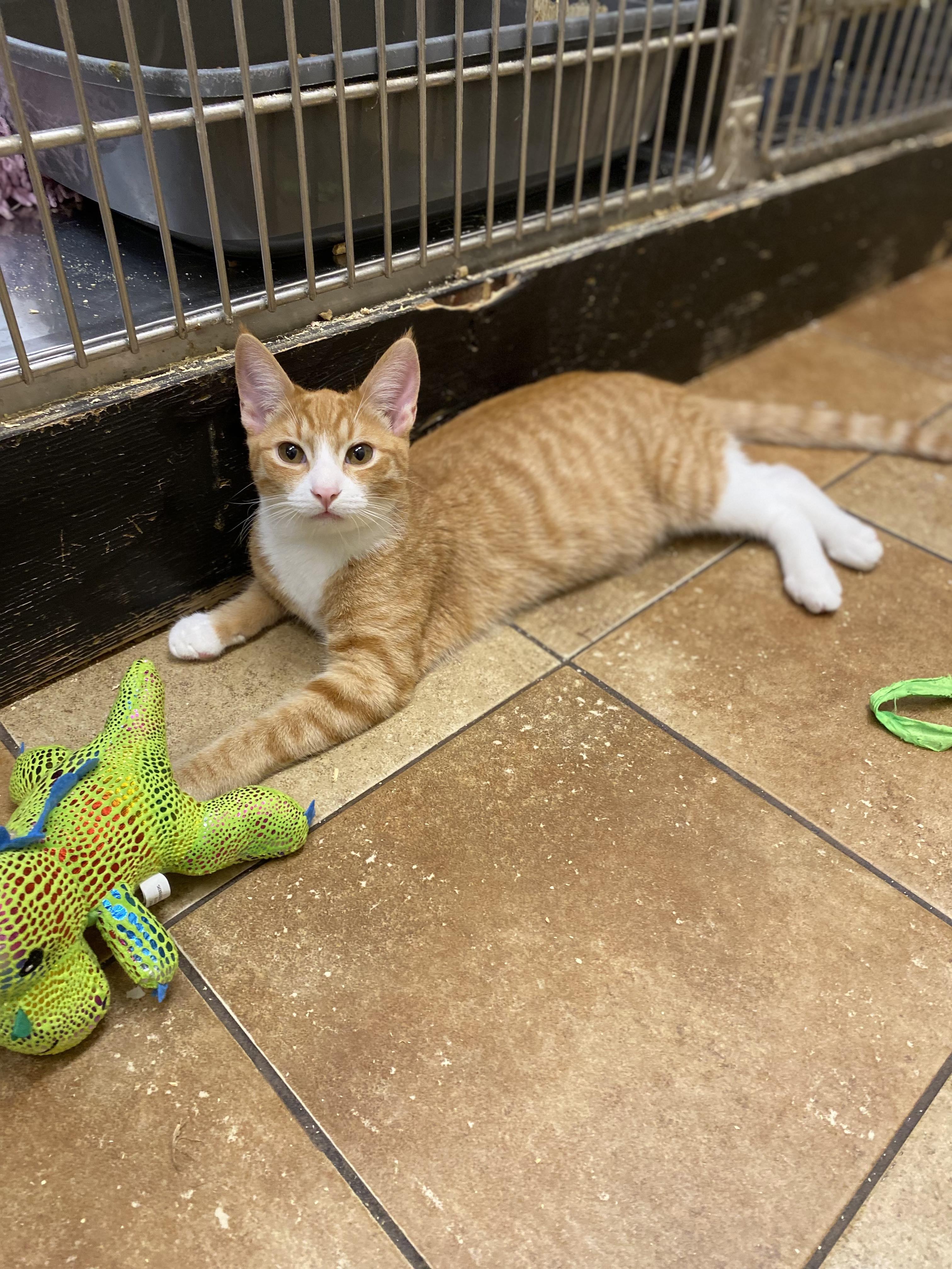 Enlarge THEO RAEKEN, a Adoptable mixed breed in HEMET, CA image 4/10