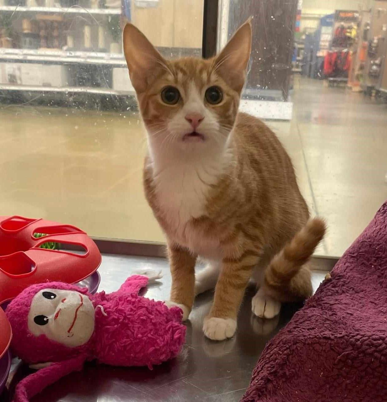 Enlarge THEO RAEKEN, a Adoptable mixed breed in HEMET, CA image 6/10