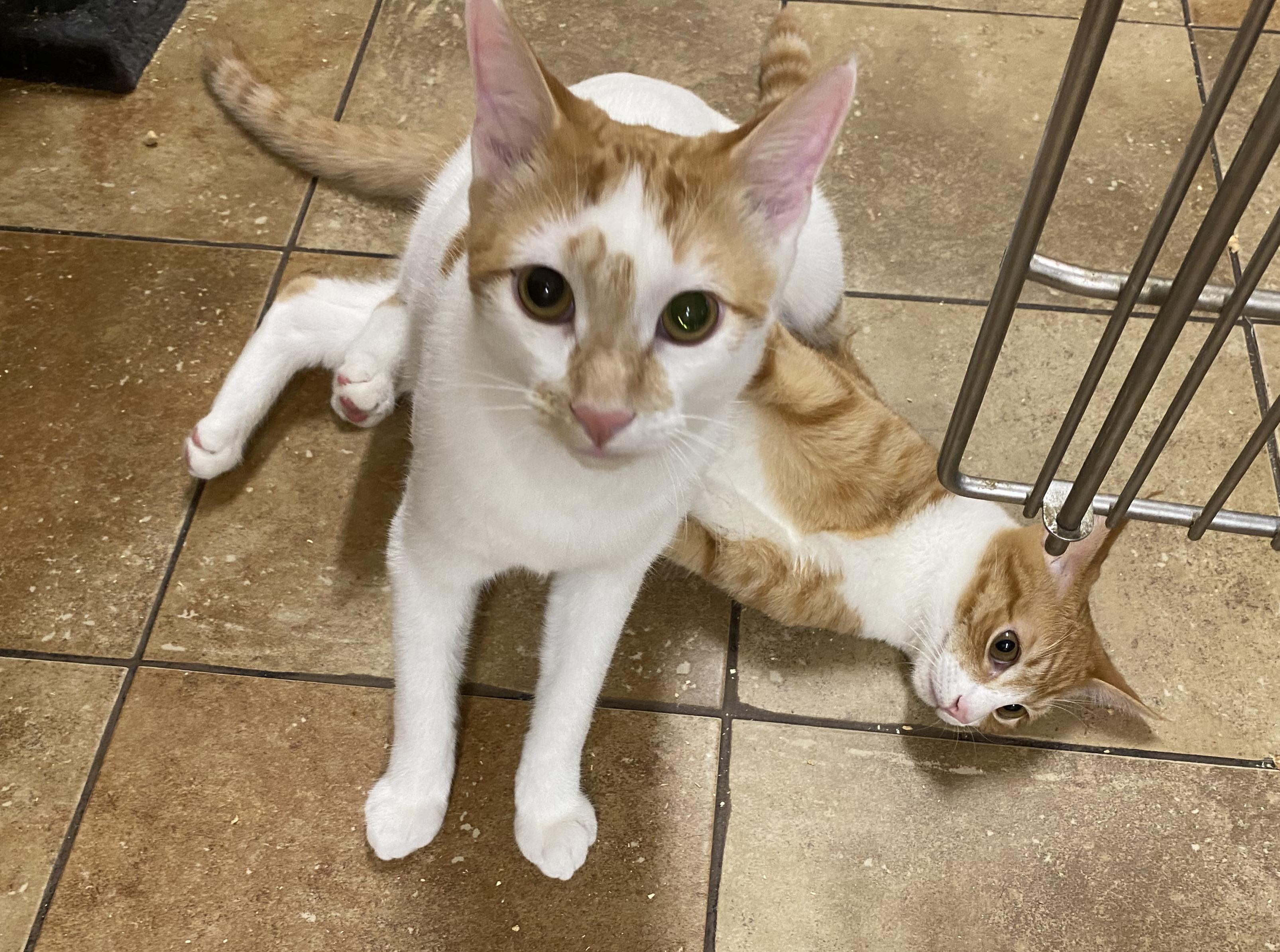 Enlarge THEO RAEKEN, a Adoptable mixed breed in HEMET, CA image 8/10