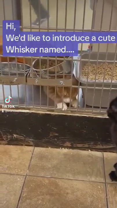Enlarge THEO RAEKEN, a Adoptable mixed breed in HEMET, CA video 9/10