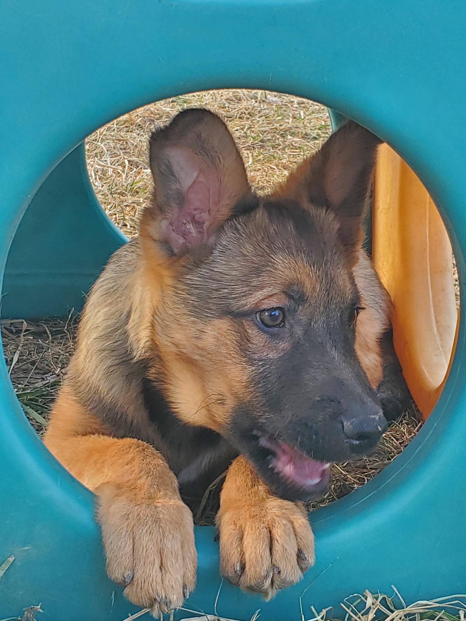 Enlarge Erie , an adopted mixed breed in Dayton, OH image 2/6