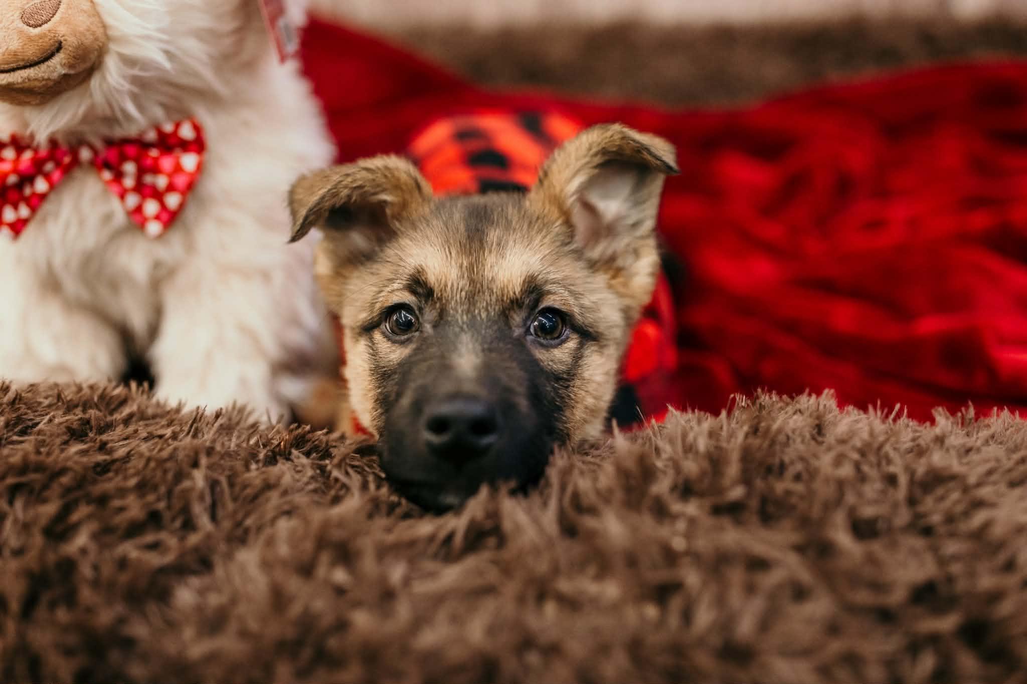 Erie , a Adoptable mixed breed in Dayton, OH image 3/6