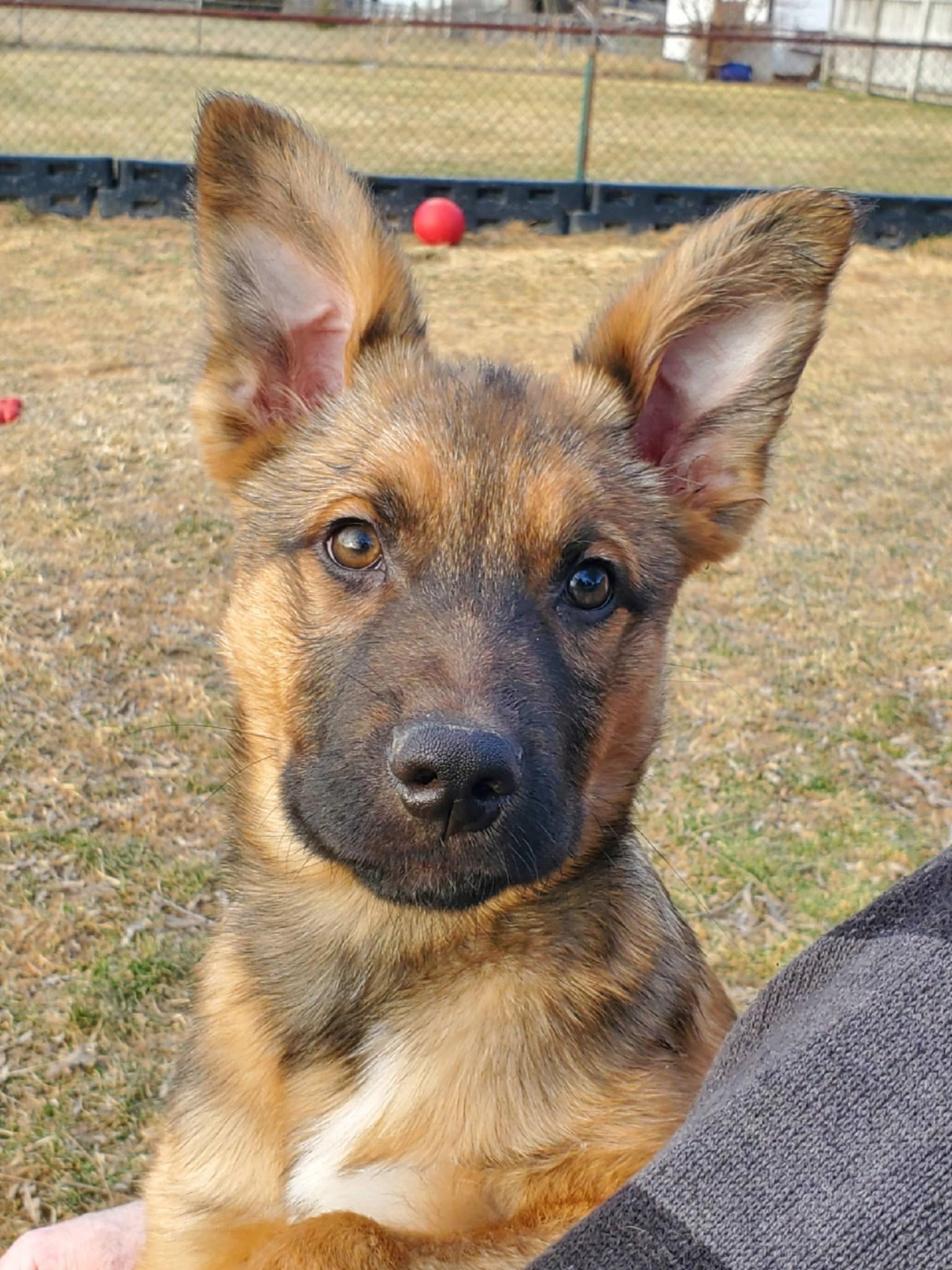 Erie , adopted, Puppy Male German Shepherd Dog.