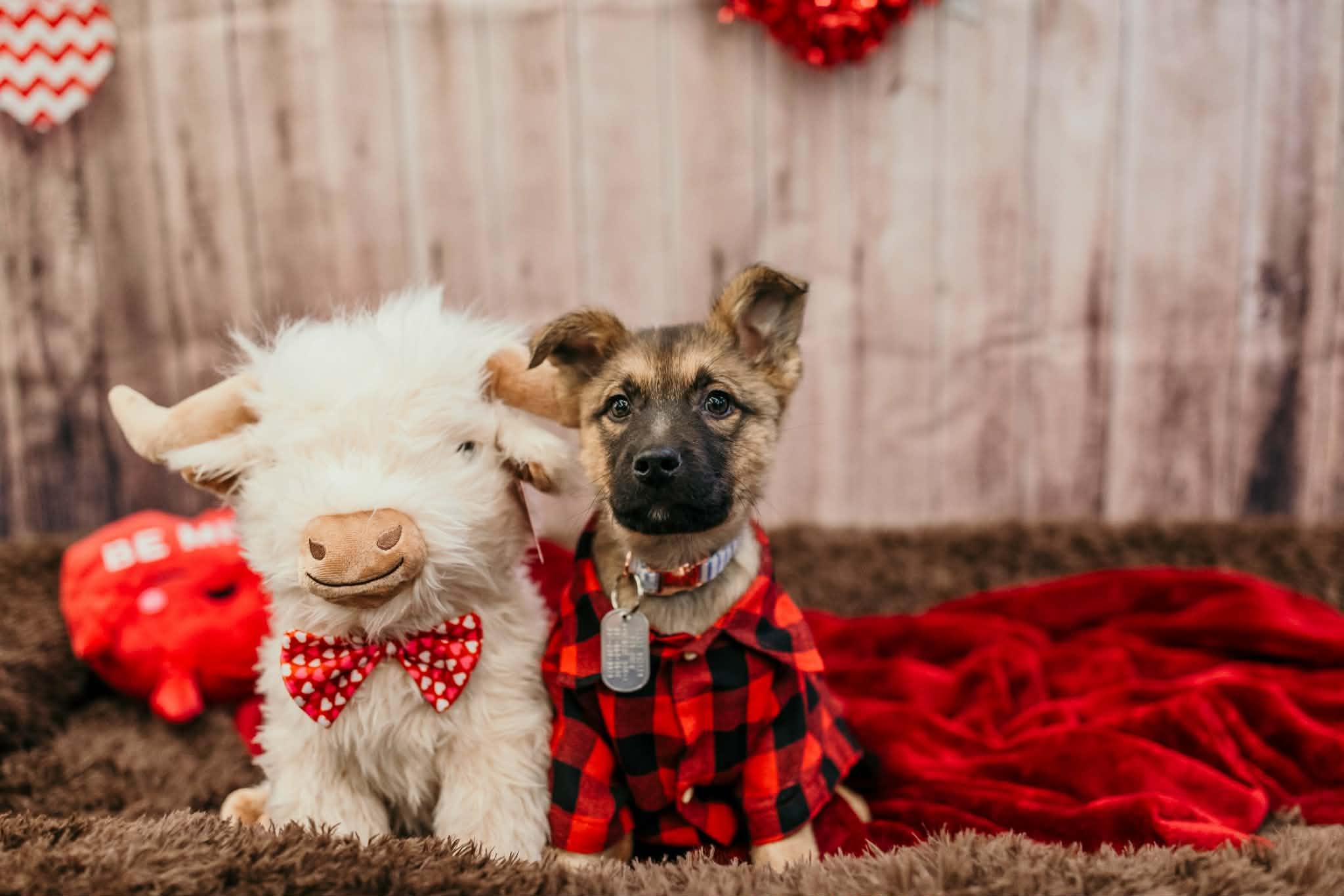 Erie , a Adoptable mixed breed in Dayton, OH image 4/6